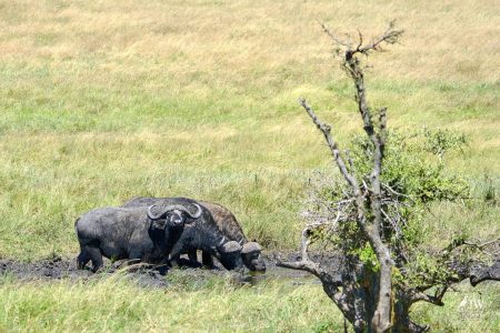 cape buffalo