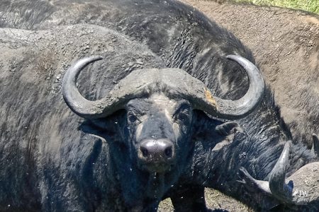 cape buffalo