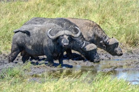 cape buffalo