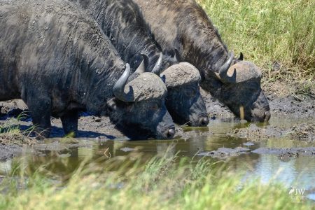 cape buffalo