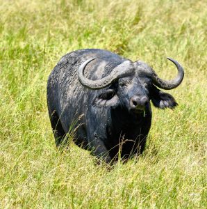 cape buffalo