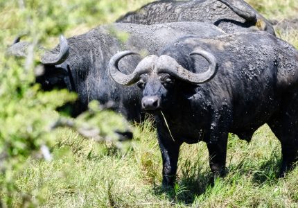 cape buffalo
