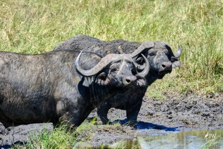 cape buffalo