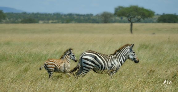 Zebra