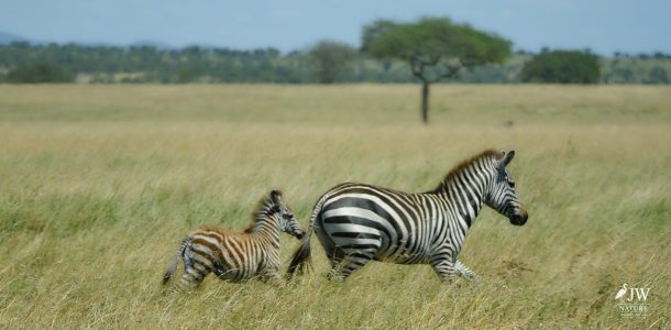 Zebra