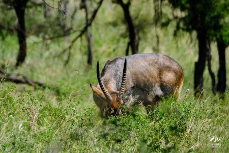 Antelope