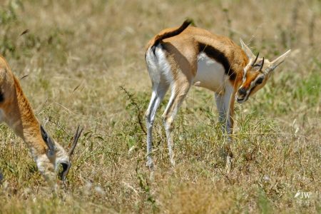 Thompson's Gazelle