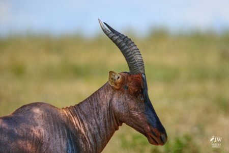 Topi Antelope