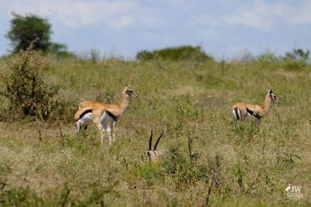 Thompson's Gazelle