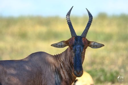 Topi Antelope