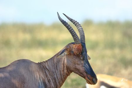 Topi Antelope