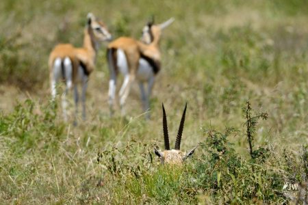 Thompson's Gazelle