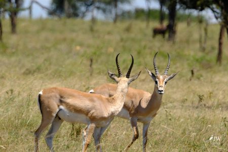 Grant's Gazelle
