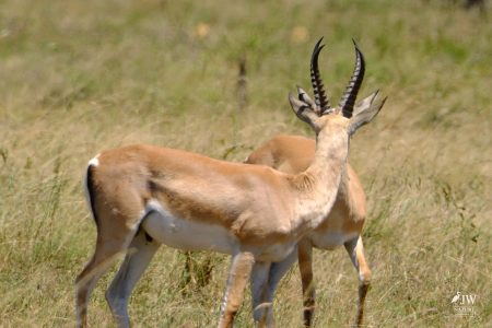 Grant's Gazelle