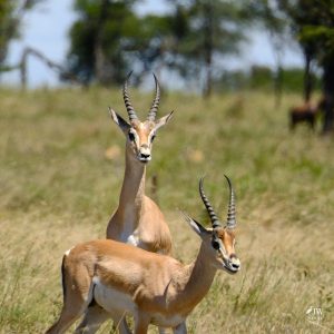 Grant's Gazelle
