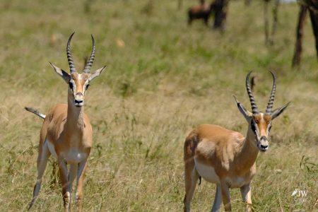 Grant's Gazelle