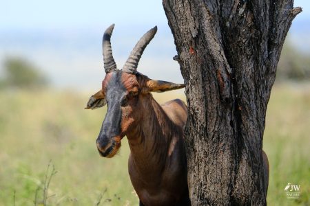 Topi Antelope