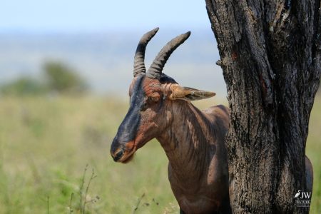 Topi Antelope