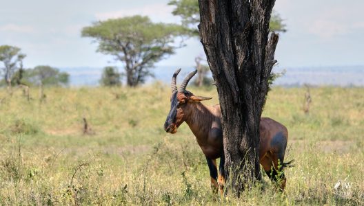 Topi Antelope