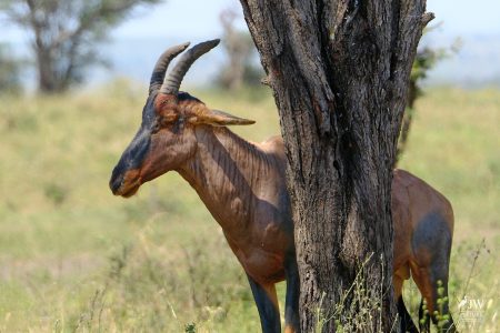 Topi Antelope