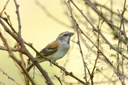 Kenya Rufous Sparrow
