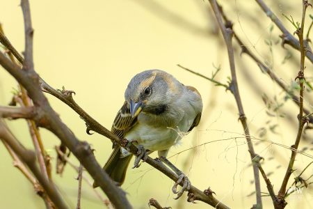 Kenya Rufous Sparrow