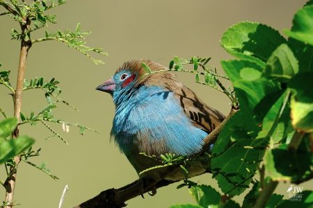Red-cheeked Cordonbleu