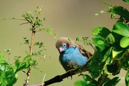 Red-cheeked Cordonbleu