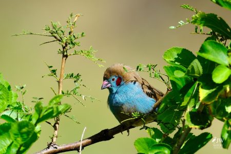 Red-cheeked Cordonbleu