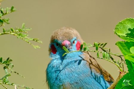 Red-cheeked Cordonbleu