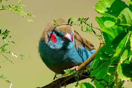 Red-cheeked Cordonbleu