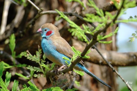 Red-cheeked Cordonbleu