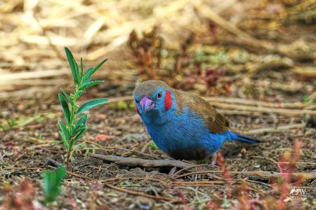 Red-cheeked Cordonbleu