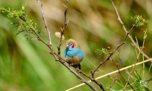 Red-cheeked Cordonbleu
