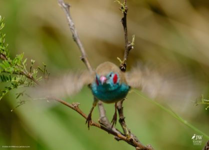 Red-cheeked Cordonbleu