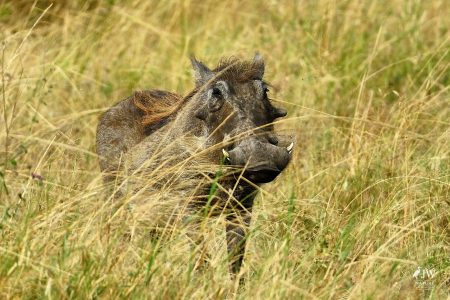 warthog