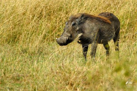warthog