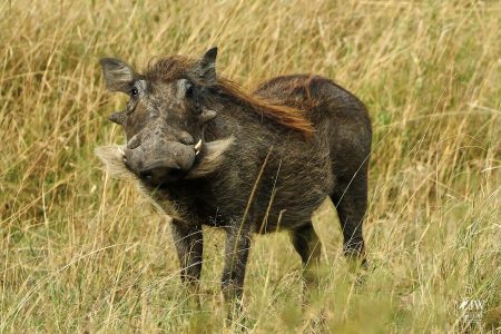 warthog