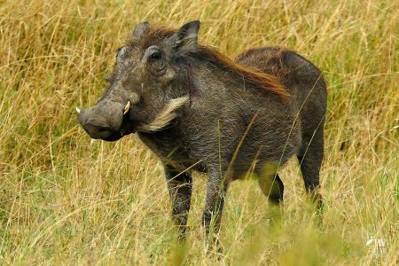 warthog