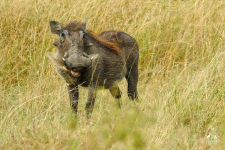 warthog