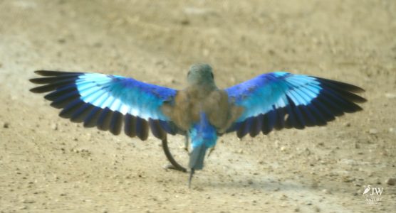 Lilac-breasted Roller