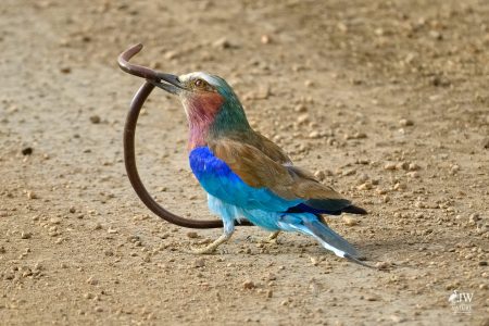 Lilac-breasted Roller