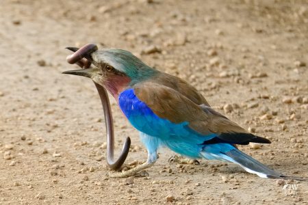 Lilac-breasted Roller