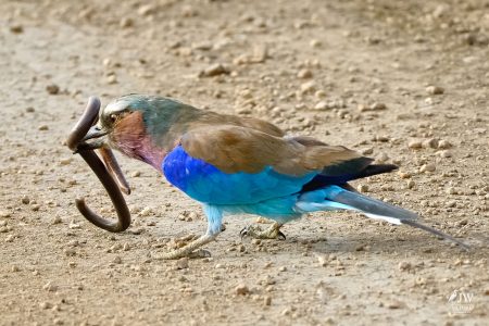 Lilac-breasted Roller