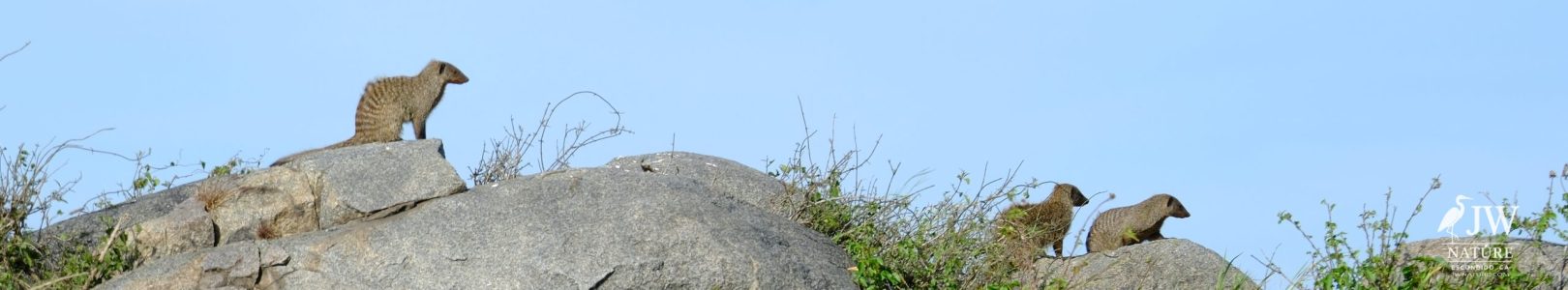 Banded Mongoose