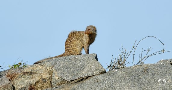 Banded Mongoose