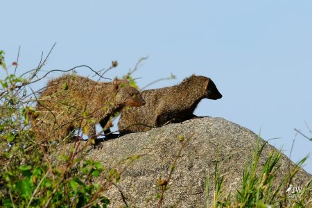 Banded Mongoose