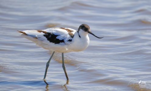 Pied Avocet