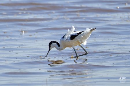 Pied Avocet
