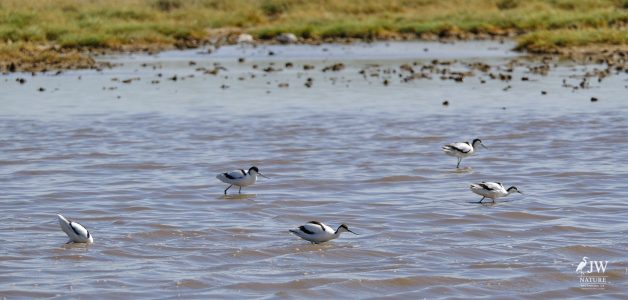 Pied Avocet
